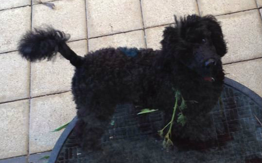 How Your Pets And Plants Can Co-exist